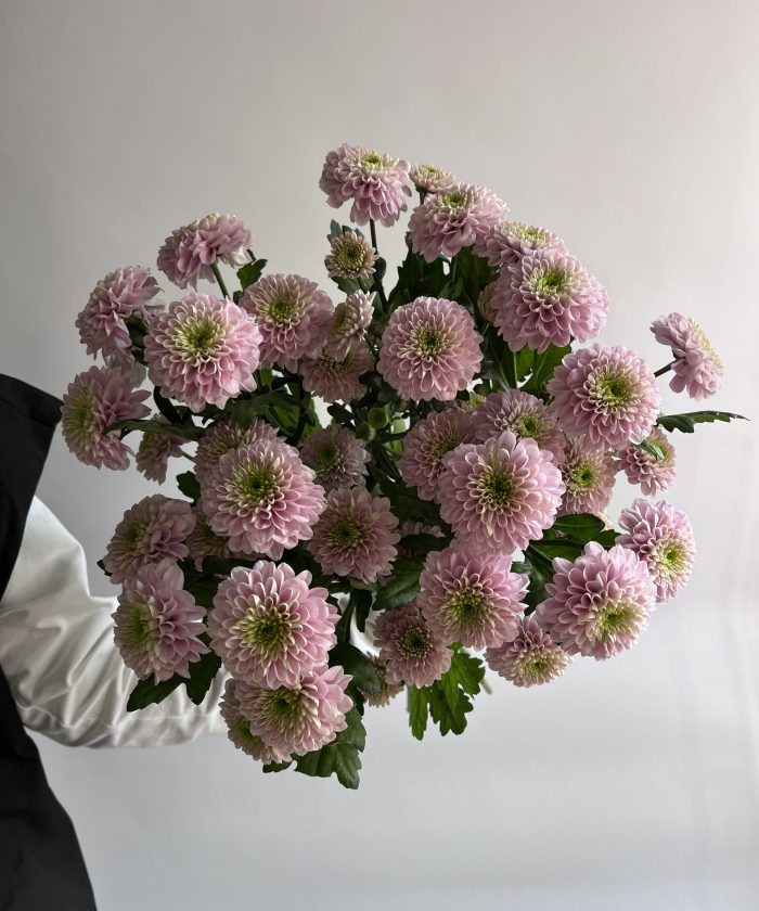 Хризантема  «Letsgo pink»